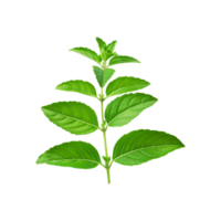 Fresh tulsi leaf branch on transparent background png