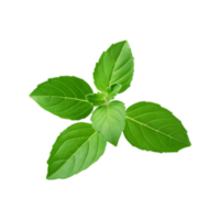 Green tulsi leaf branch on transparent background png