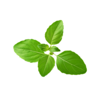 Green fresh tulsi leaf branch on transparent background png