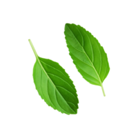 Green fresh tulsi leaf on transparent background png