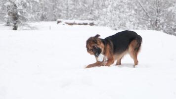 dogs playing actively in snowy forest video