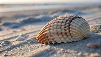 Close-up of a seashell resting on sandy beach at sunset, capturing coastal beauty and tranquility with soft sunlight and ocean background. photo