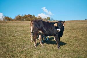 the cows graze in the autumn mountains in Armenia a photo