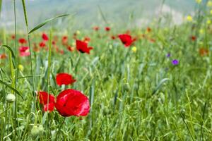 Red long-headed poppy field, blindeyes, Papaver dubium. Flower bloom in a natural environment. Blooming blossom photo