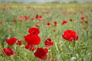 Red long-headed poppy field, blindeyes, Papaver dubium. Flower bloom in a natural environment. Blooming blossom photo