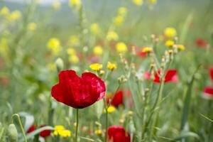 Red long-headed poppy field, blindeyes, Papaver dubium. Flower bloom in a natural environment. Blooming blossom photo