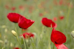 Red long-headed poppy field, blindeyes, Papaver dubium. Flower bloom in a natural environment. Blooming blossom photo