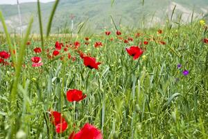 Red long-headed poppy field, blindeyes, Papaver dubium. Flower bloom in a natural environment. Blooming blossom photo