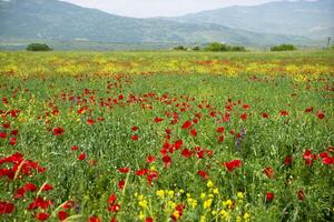 Red long-headed poppy field, blindeyes, Papaver dubium. Flower bloom in a natural environment. Blooming blossom photo