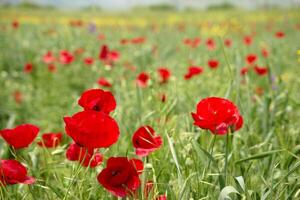 Red long-headed poppy field, blindeyes, Papaver dubium. Flower bloom in a natural environment. Blooming blossom photo