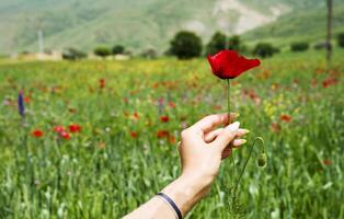 poppy flower in the girl's hand on the background of the poppy field photo