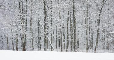 The heavy snowfall in a wild park, winter fairy tale in the forest, snow-covered tree branches, large flakes of snow are slowly falling, nobody, snow storm, blizzard video