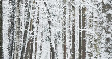 The heavy snowfall in a wild park, winter fairy tale in the forest, snow-covered tree branches, large flakes of snow are slowly falling, nobody, snow storm, blizzard video