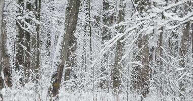 The heavy snowfall in a wild park, winter fairy tale in the forest, snow-covered tree branches, large flakes of snow are slowly falling, nobody, snow storm, blizzard video