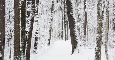 The heavy snowfall in a wild park, winter fairy tale in the forest, snow-covered tree branches, large flakes of snow are slowly falling, nobody, snow storm, blizzard video