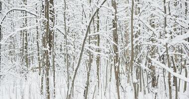 The heavy snowfall in a wild park, winter fairy tale in the forest, snow-covered tree branches, large flakes of snow are slowly falling, nobody, snow storm, blizzard video
