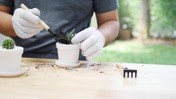 2Gardening Enthusiast Carefully Repotting a Small Cactus in a White Pot with Gardening Tools on a Wooden Table in a Peaceful Outdoor Setting video