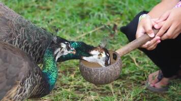 Brightly Colored Peacock Feeding In Its Natural Habitat With Vibrant Colors And A Lush Green Backdrop. video