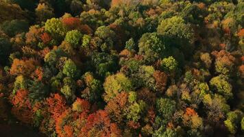 Autumn forest with colorful trees, aerial view. Vibrant green, yellow and orange foliage in natural landscape video