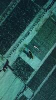 Drone view of seaweed farm in lagoon at Lembongan island in Indonesia. Algae farm, above shot video