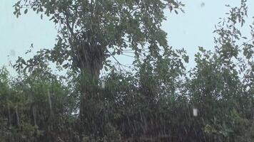 Heavy rain with winds shaking branches of vegetation video
