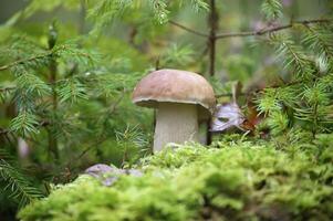 Close-Up of Boletus edulis Mushroom in Lush Forest Setting photo