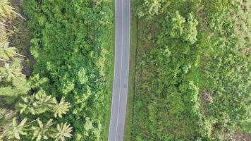 Aerial View of a Winding Road Through Lush Tropical Foliage video