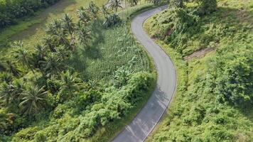 A winding road cuts through a vibrant tropical landscape, seen from above. Lush greenery and palm trees surround the path. video
