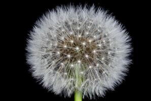 Dandelion round head with white fluff photo