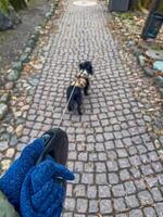 Dog on a leash walks along a cobblestone path. High quality photo