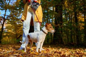 Woman walking her small dog in city park in fall season. Jack Russell Terrier playing in autumn forest with his owner. Female dog sitter walks with dog at morning, leads dog on leash. Pet care photo