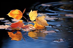 a branch with yellow leaves floating on water. photo