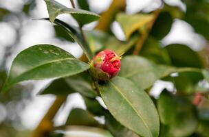 A radiant pink camellia in full bloom, its double-layered petals and vibrant green leaves creating a striking display of natural elegance photo