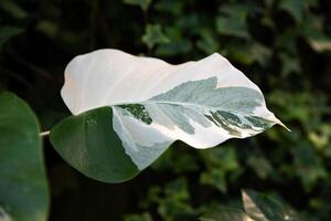 A close-up of a variegated Monstera albo leaf with green and white patterns. Lush greenery in the background adds depth and natural appeal photo