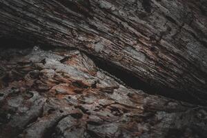 Dry tree bark, natural pattern on the tree trunk photo