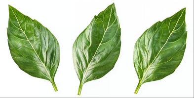Basil leaves isolated on white background with clipping path photo