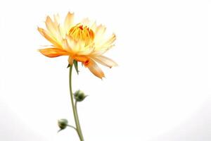 Yellow Flower Isolated on White Background. Symbol of Elegance, Dignity and Good Taste. Empty space for text on the left side of picture. photo