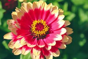 Red and orange flowers are in green leaves. Two dahlias flowers in summer day photo