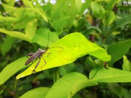 Close-Up of a Brown Bug on a Green Leaf photo