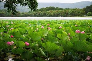 Komarov lotus flowers bloom in a serene lake in Primorsky Krai, Russia, surrounded by lush greenery and mountains photo
