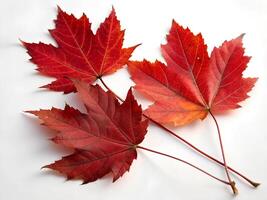 three red maple leaves on a white surface photo