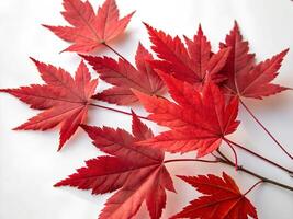 bunch of red maple leaves on a white surface photo