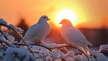Doves Against Winter Sunset photo