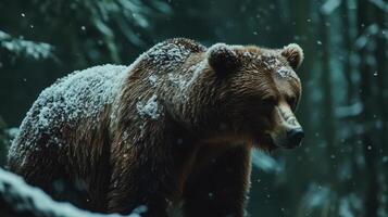 Grizzly Bear in Winter Forest photo