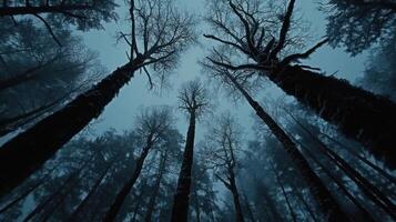 Frosty Forest Under Winter Sky photo
