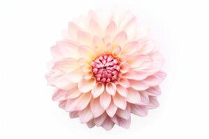 Blooming pink flower of a dahlia isolated on white background, close-up in studio. photo