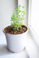 Mint grows in a stylish white pot,, decorating the interior, on the windowsill as an ornamental plant, creating an eco-friendly atmosphere at home, and creating a spring mood photo