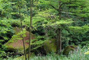 Magnificent forest, pines, trees, green grass photo