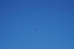 A bird flies high in the sky against a blue background photo