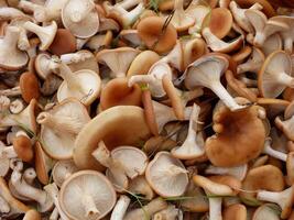 Chanterelle mushrooms collected in the forest photo